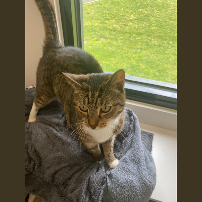 Photo of Socks And Wilbur