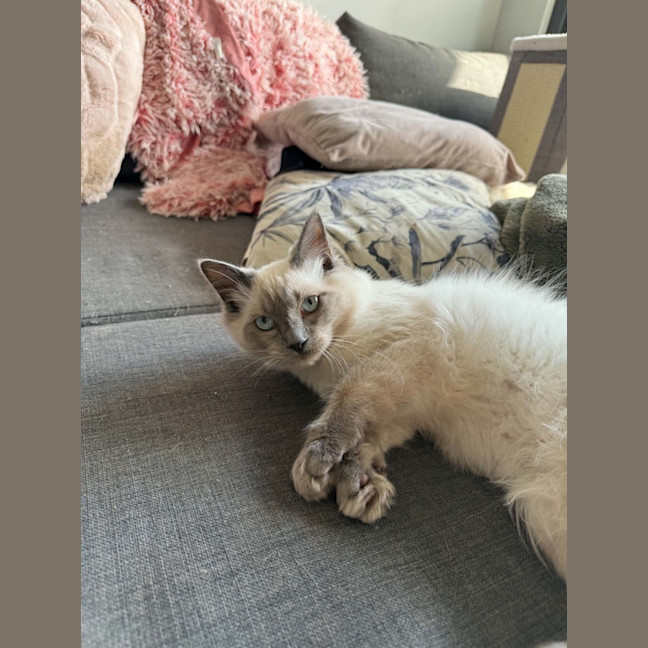 Photo of Wren