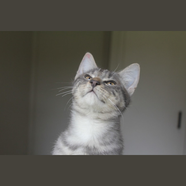Photo of Possum