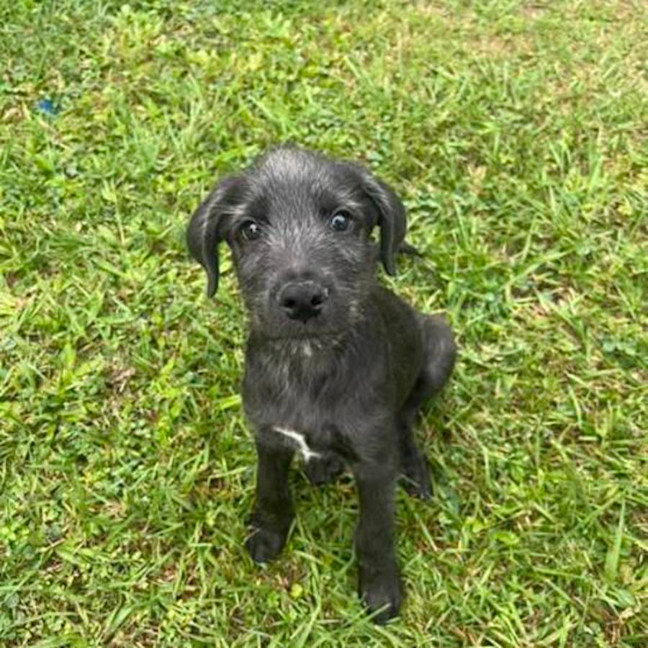 Photo of Stanley