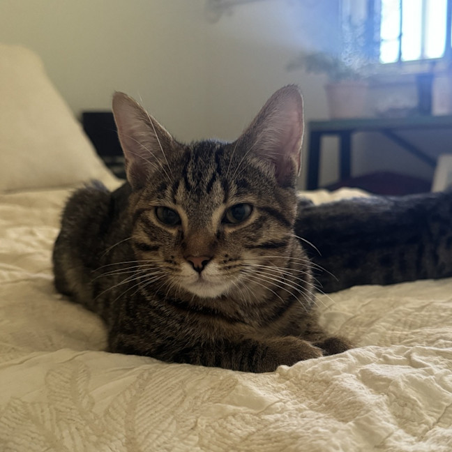 Photo of Maple
