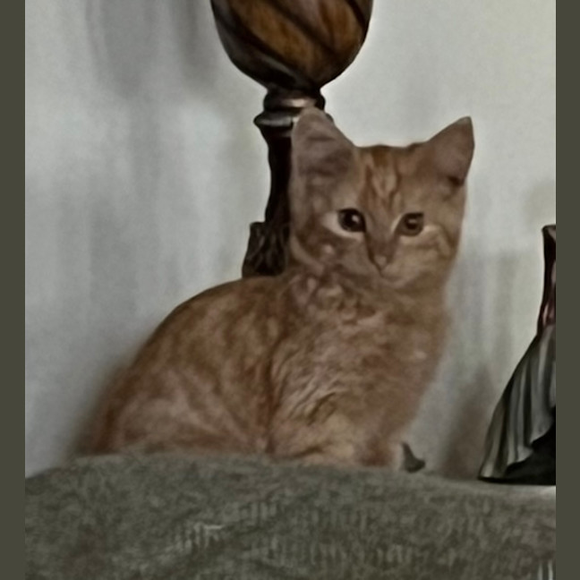 Photo of Daisy 