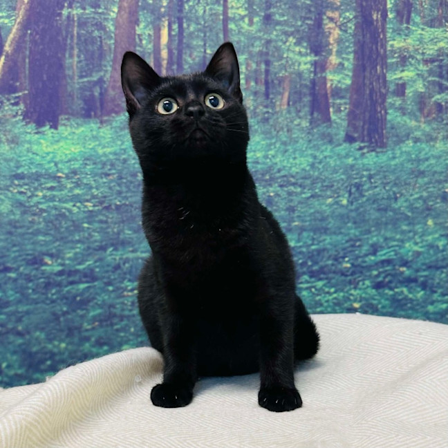 Photo of Rocky   Located In Preston