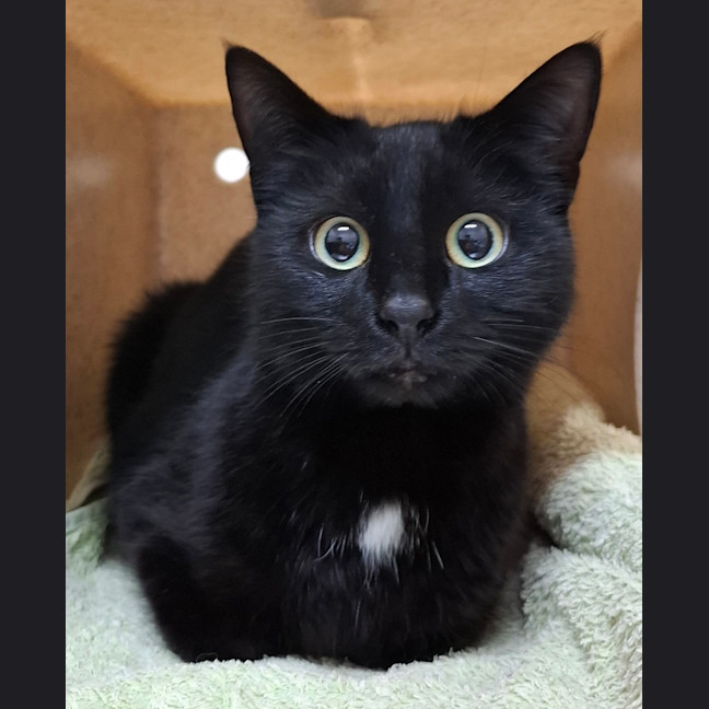 Photo of Kit Kat