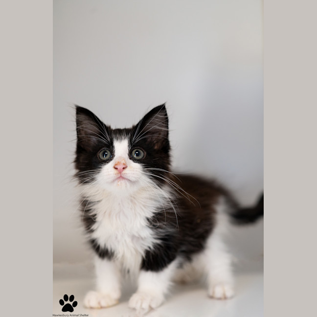 Photo of Valentine