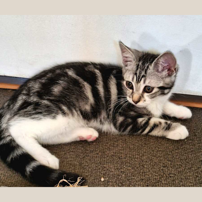 Tobi - Female Domestic Short Hair (DSH) Cat in NSW - PetRescue