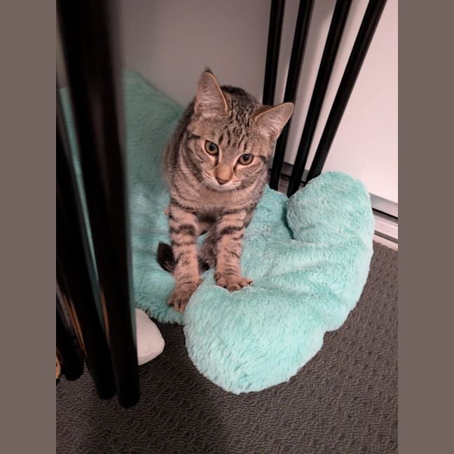 Photo of Milo