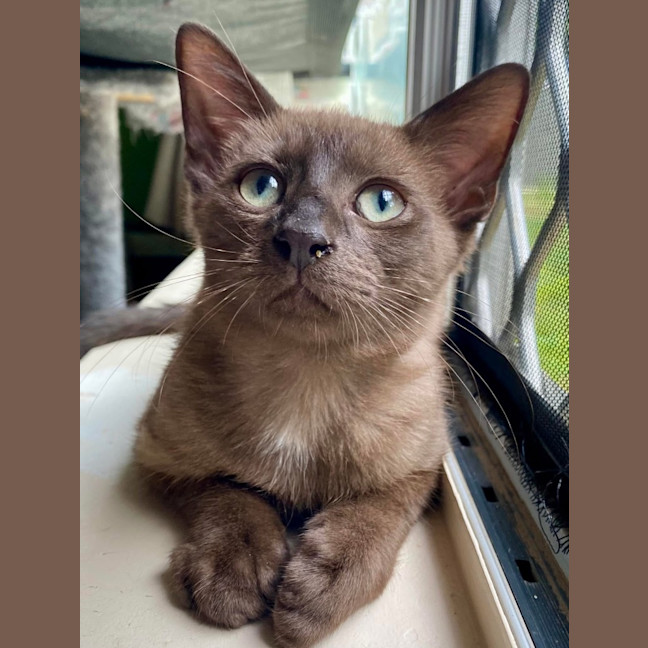 Photo of Twinkle   K28