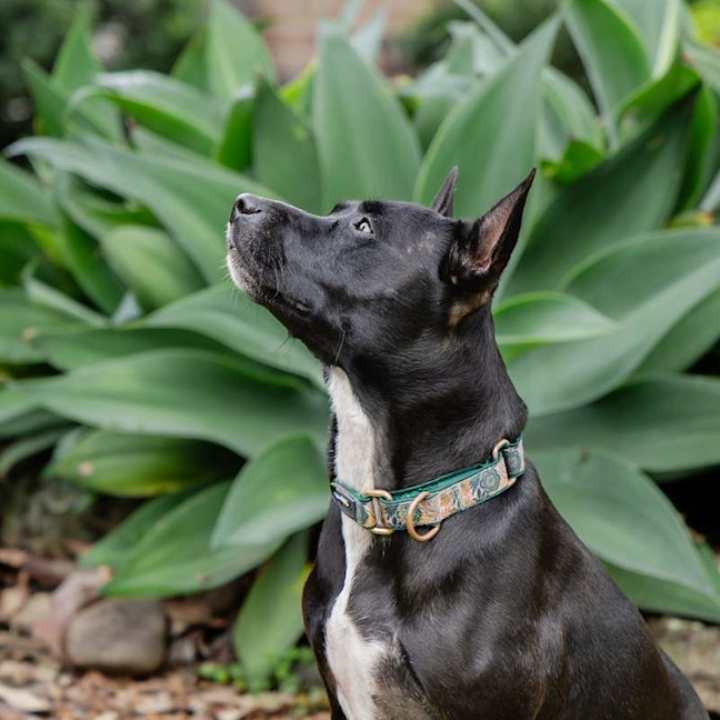 Photo of Missy