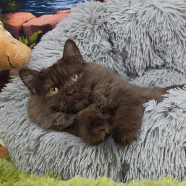 Photo of Chocolat