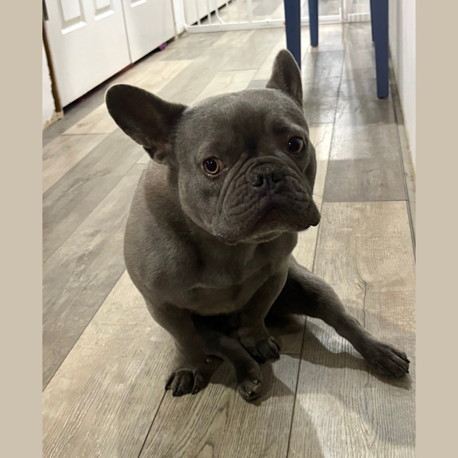 Photo of Theo   4 Year Old French Bulldog