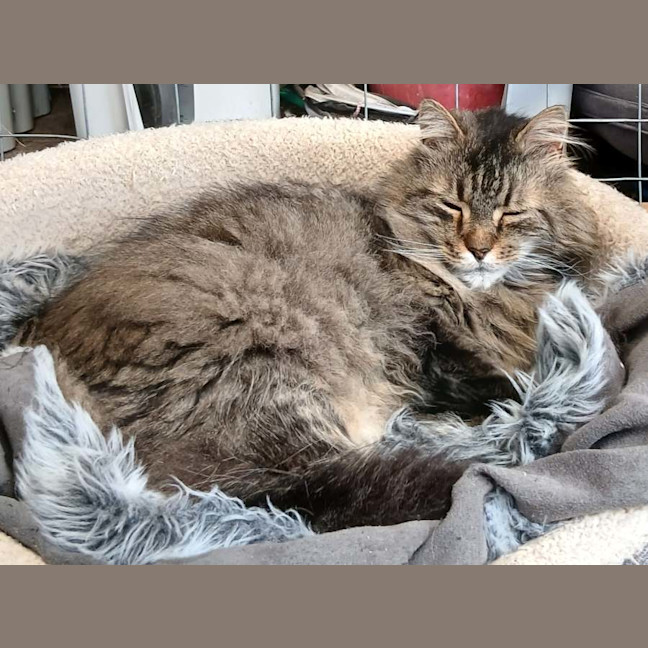 Photo of Whiskas