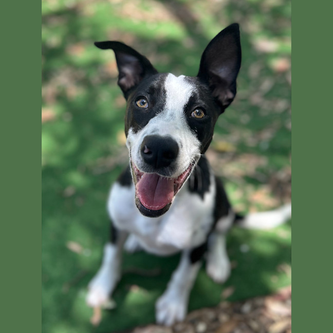Photo of Shelby