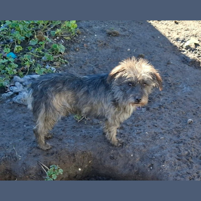 Photo of Barney