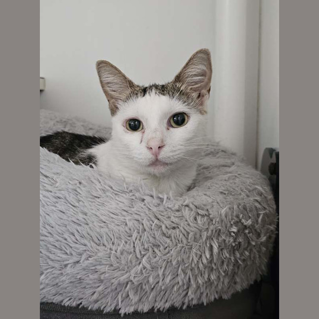 Photo of Star