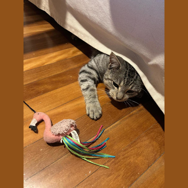 Photo of Benji   Assisted Rehoming