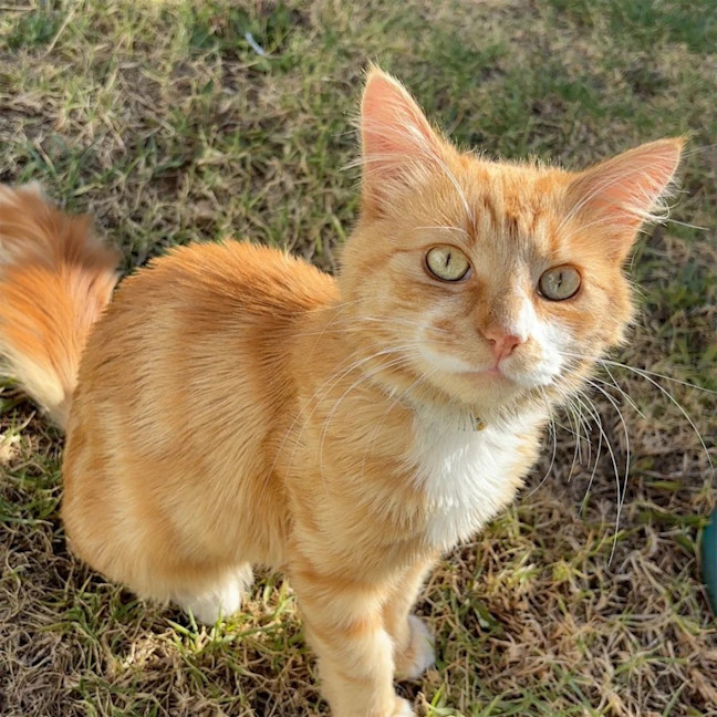 Photo of Sunny   Your Ray Of Sunshine