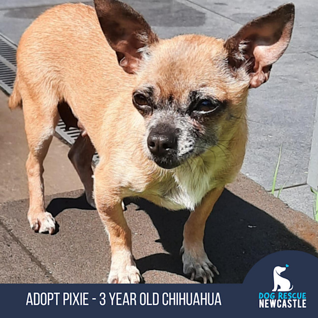 Photo of Pixie   3 Year Old Chihuahua