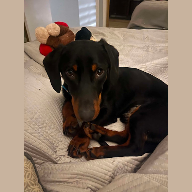 Photo of Mr Dash   9 Month Old Dachshund X Kelpie