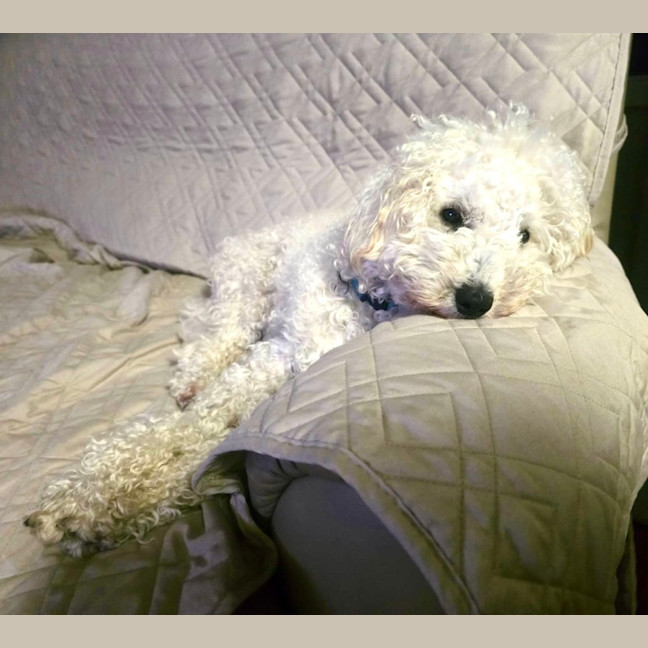 Photo of Archie   10 Month Old Spoodle