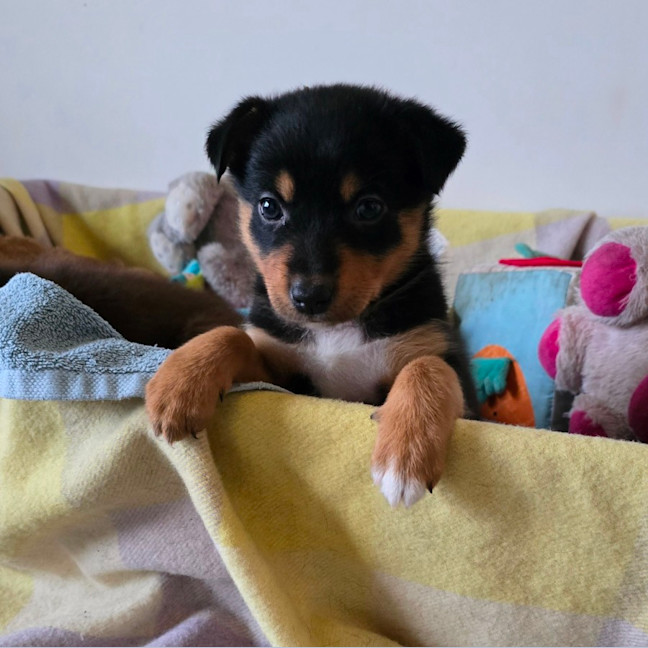 Photo of Petit Miam
