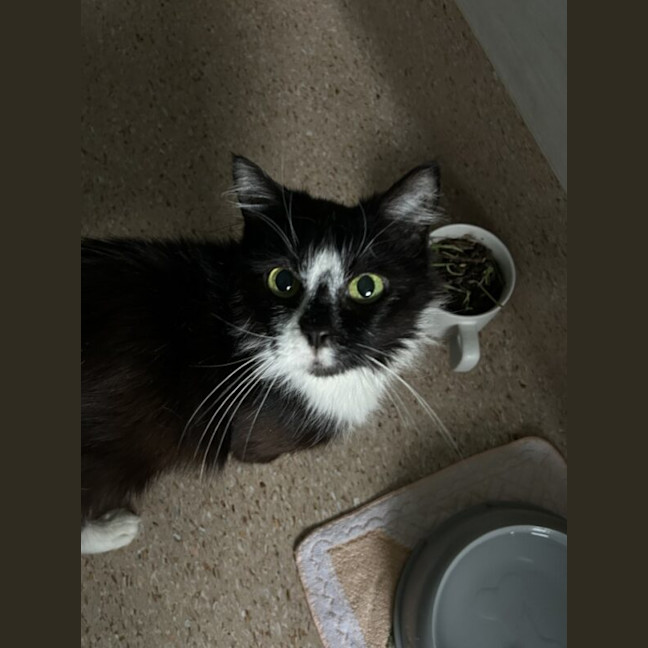 Photo of Elva