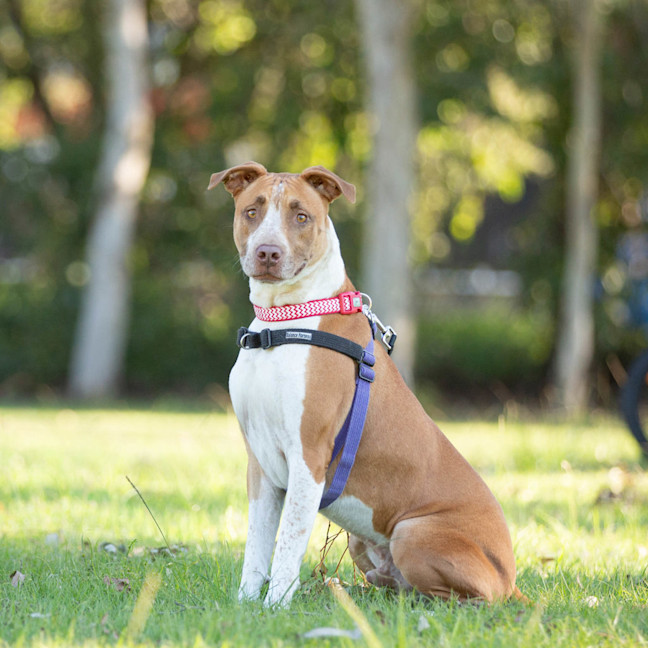 Photo of Buddy