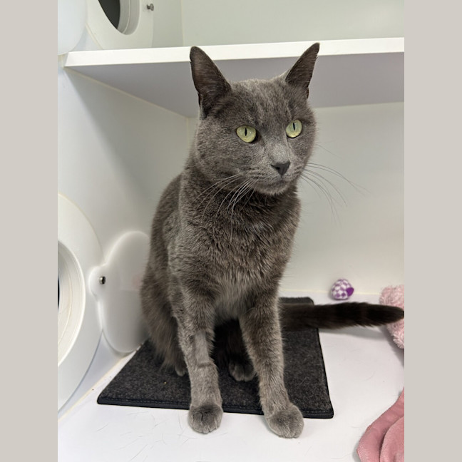 Photo of Smokey