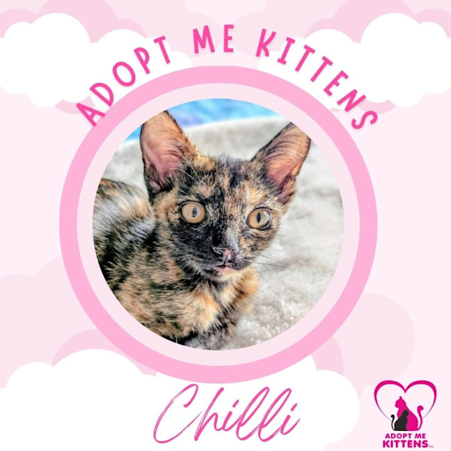 Photo of Chilli 2