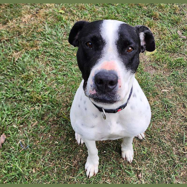 Photo of Sundae