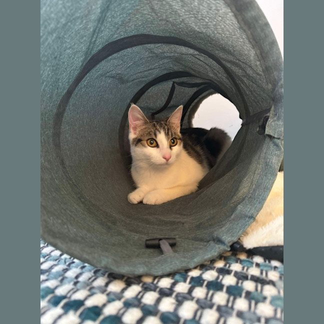 Photo of 🩷 Hattie 🩷