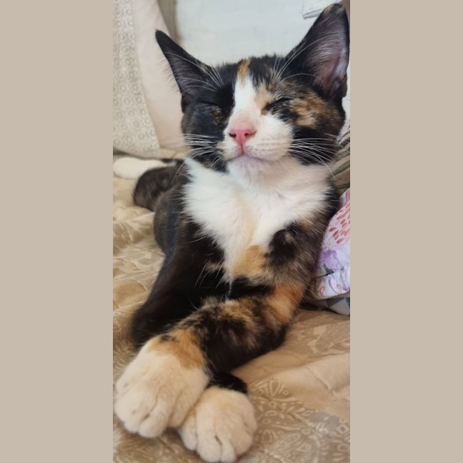 Photo of Muffin