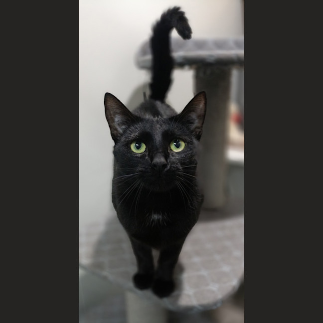 Photo of Nova