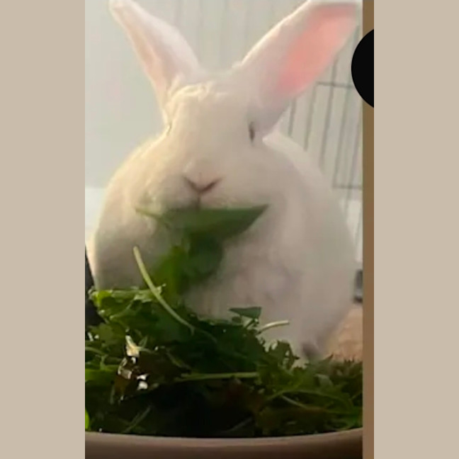 Photo of Marshmallow 