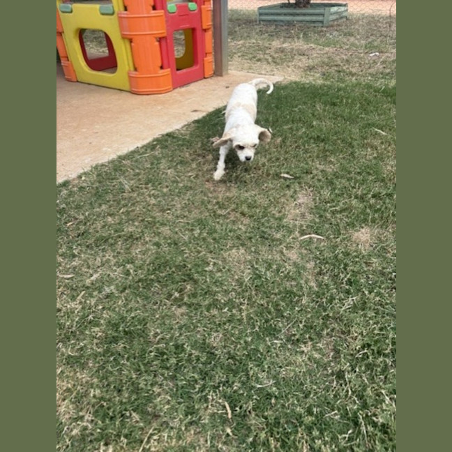 Photo of Gypsy 