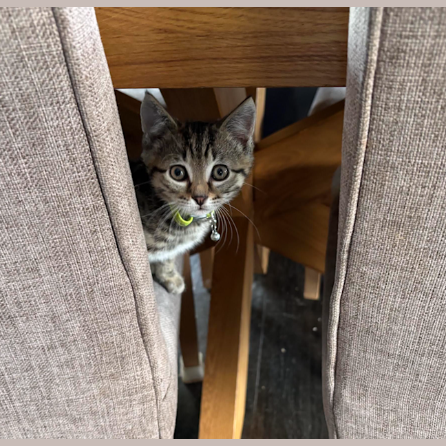 Photo of Loki