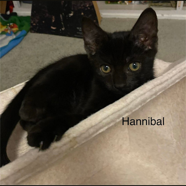 Photo of Hannibal