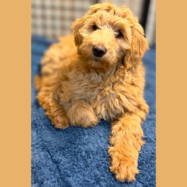 Photo of Trixie