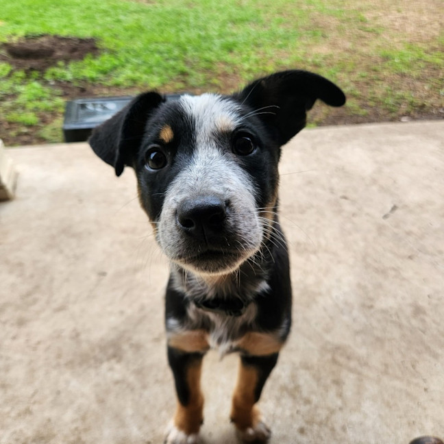 Photo of Foggy