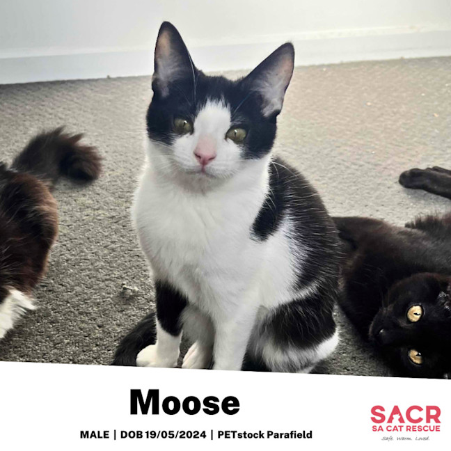 Photo of Moose
