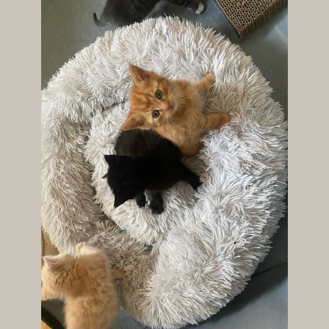 Photo of Hercules   Located In Ashwood