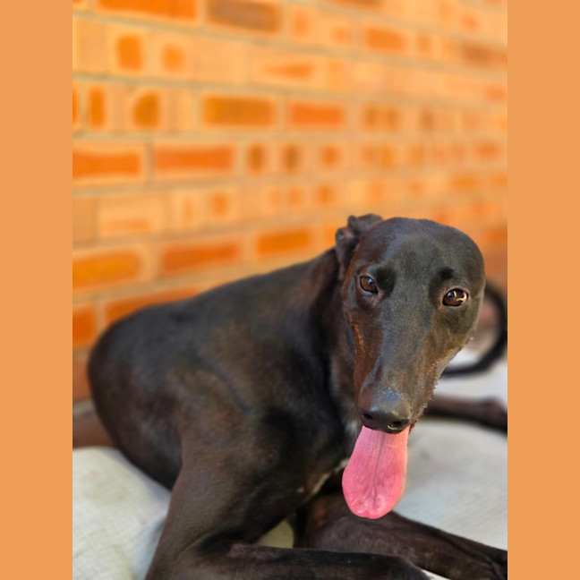 Photo of Egor, The Greyhound