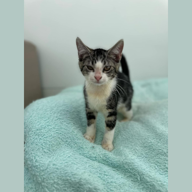 Photo of Wasabi 