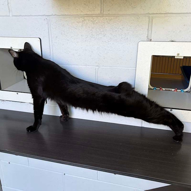 Photo of Kuro