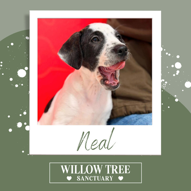 Photo of Neal