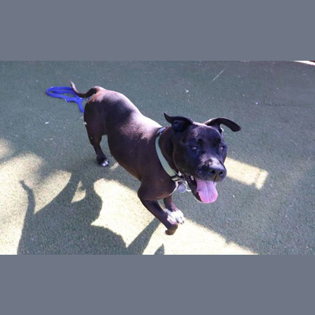 Photo of Tyson