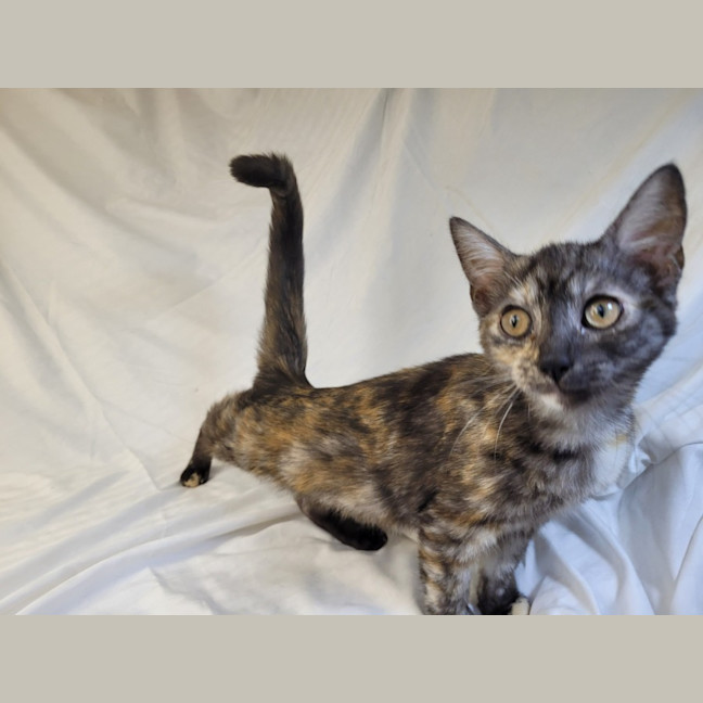 Photo of Rainbow Cabbage 🌈