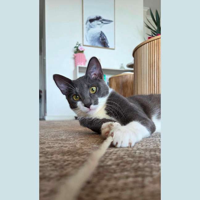 Photo of Mouse