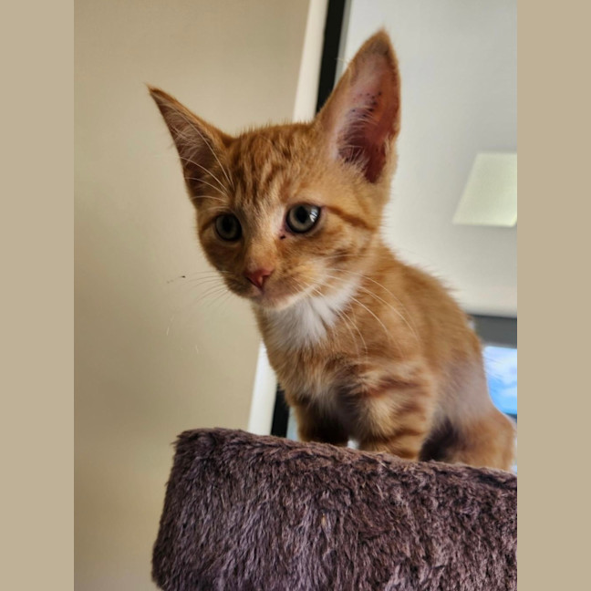 Photo of Simone Biles