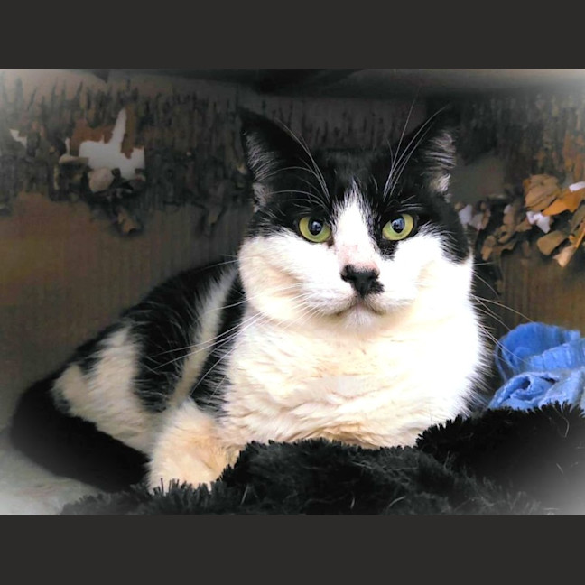 Photo of Archie